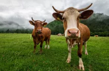 &lt;p&gt;Krowy produkują mniej gazów cieplarnianych niż krowy&lt;/p&gt;