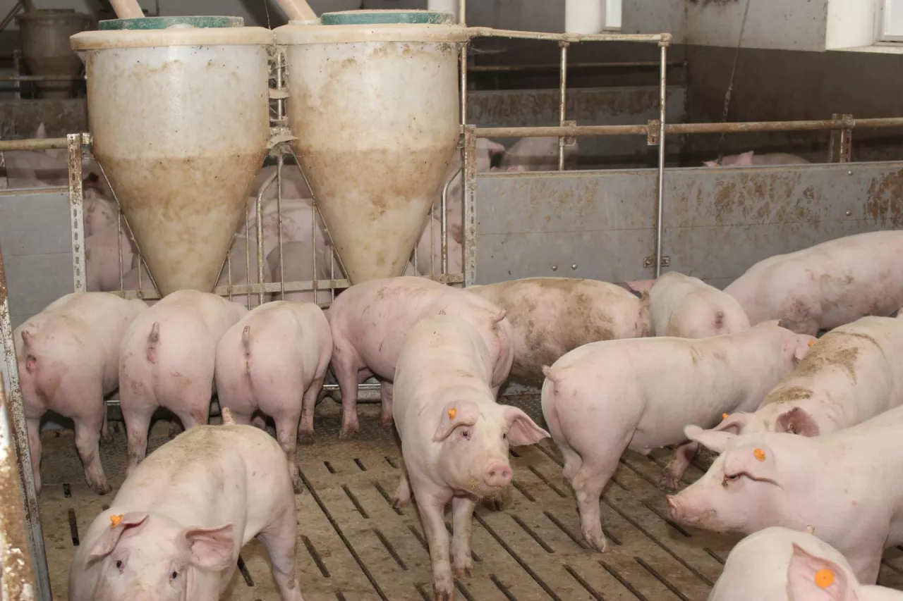 &lt;p&gt;Ceny świń nadal rosną. Ale zdaniem analityków pod koniec roku może nastąpić odwrócenie tego trendu.&lt;/p&gt;