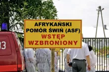 &lt;p&gt;W związku z ASF od początku roku w Polsce wybito prawie 5 tysięcy świń.&lt;/p&gt;