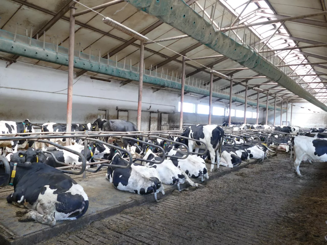 &lt;p&gt;Szacuje się, że z powodu stresu cieplnego, każdego upalnego dnia krowy tracą w Polsce 3 litry mleka&lt;/p&gt;