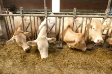 &lt;p&gt;Dotychczasowe wyniki uzyskane na farmach demonstracyjnych ABP w Irlandii i Wielkiej Brytanii dowodzą, że możliwe jest ulepszenie genetyki cieląt mieszańców bydła mlecznego z mięsnym, przy jednoczesnym pozytywnym wpływie na produkcję mleka oraz środowisko naturalne&lt;/p&gt;
