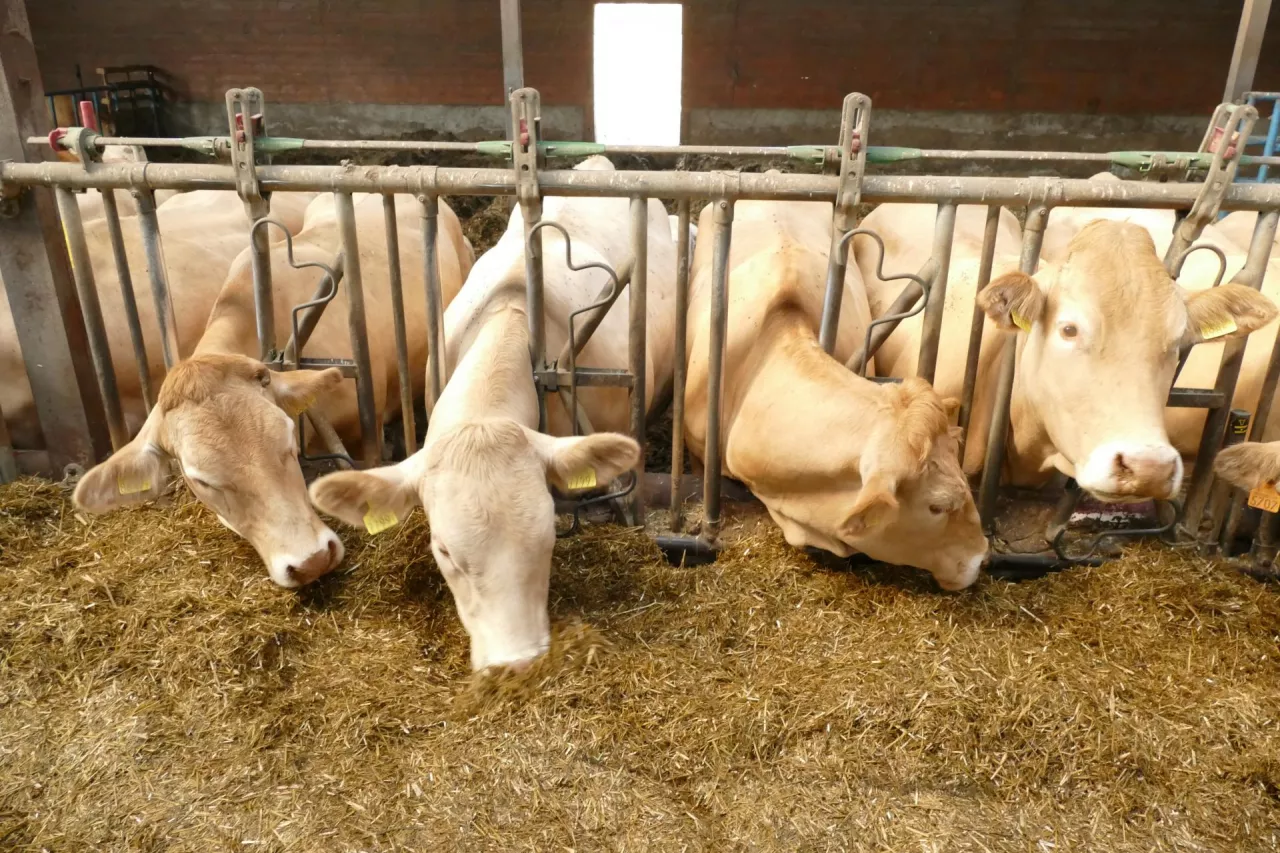 &lt;p&gt;Dotychczasowe wyniki uzyskane na farmach demonstracyjnych ABP w Irlandii i Wielkiej Brytanii dowodzą, że możliwe jest ulepszenie genetyki cieląt mieszańców bydła mlecznego z mięsnym, przy jednoczesnym pozytywnym wpływie na produkcję mleka oraz środowisko naturalne&lt;/p&gt;
