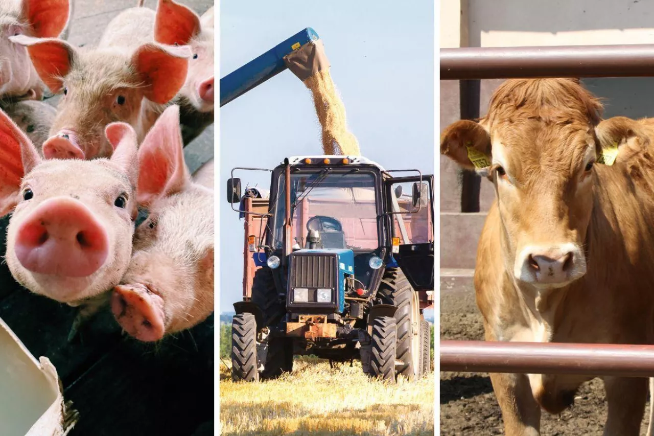 &lt;p&gt;ceny bydła spadają ceny świń rosną ceny jęczmienia lecą&lt;/p&gt;