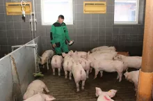 &lt;p&gt;Każdego dnia gospodarz dokonuje dokładnego przeglądu stada, a świnie podejrzewane o problemy zdrowotne zostają oznakowane sprayem i są obserwowane, czy wymagają indywidualnego leczenia&lt;/p&gt;