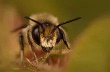 &lt;p&gt;Pamiętajmy – pszczoły są przede wszystkim owadami, bez których nie możemy żyć. Ale mogą być też niebezpieczne. Sygnałem zagrożenia jest atakowanie przez zwiadowczynie głowami&lt;/p&gt;