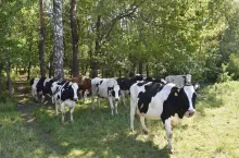 &lt;p&gt;Jak podają badania, kulawizny bydła mlecznego stanowią duży problem w krajach, w których wypas na pastwiskach to rzadkość&lt;/p&gt;