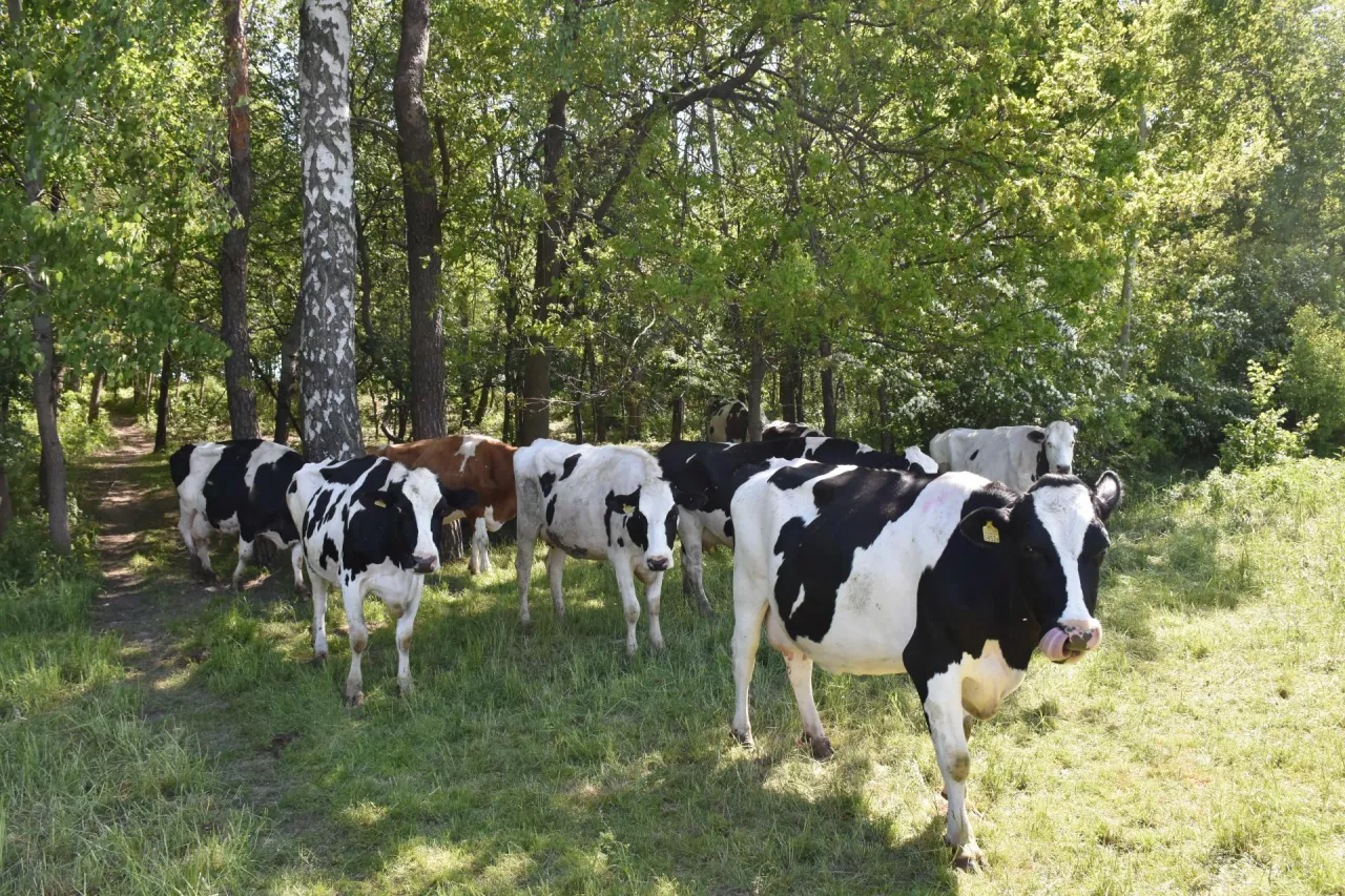 &lt;p&gt;Jak podają badania, kulawizny bydła mlecznego stanowią duży problem w krajach, w których wypas na pastwiskach to rzadkość&lt;/p&gt;