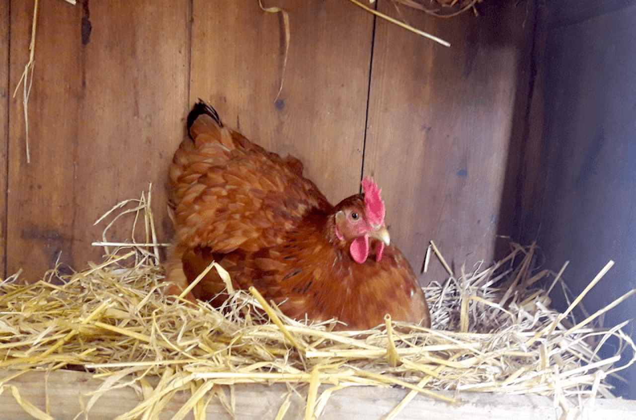 Duża zmiana w rejestracji kur w małym kurniku. Kto będzie musiał je zgłosić w ARiMR?