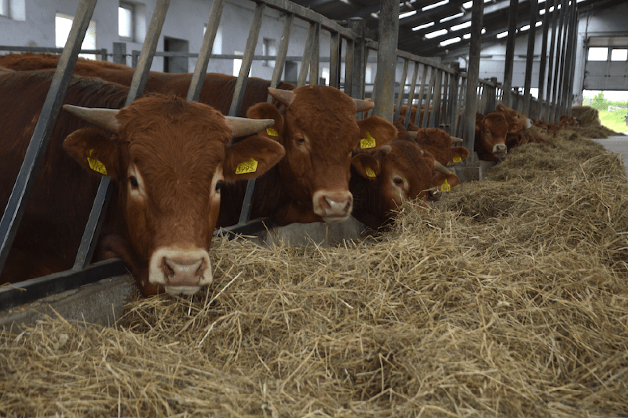 &lt;p&gt;Duża ubojnia podniosła ceny byków o 1 zł/kg. Jakie są ceny bydła w Polsce w połowie sierpnia 2023?&lt;/p&gt;