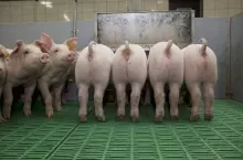 &lt;p&gt;Cena tuczników runęła w dół nawet o 1 zł! Ile aktualnie zakłady mięsne płacą za świnie? &lt;/p&gt;