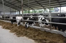 &lt;p&gt;Każdy hodowca, który ma już system zarządzania stadem firmy DeLaval, bez znaczenia czy jest to hala udojowa, czy też roboty, może go rozbudować o nowe rozwiązanie, wystarczy zakolczykować krowy.&lt;/p&gt;