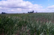 &lt;p&gt;Susza niszczy plon kukurydzy. Dramatyczna sytuacja w niemal 450 gminach Polski&lt;/p&gt;