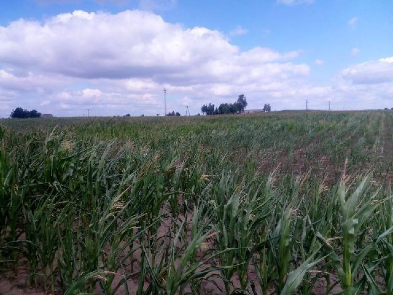 &lt;p&gt;Susza niszczy plon kukurydzy. Dramatyczna sytuacja w niemal 450 gminach Polski&lt;/p&gt;