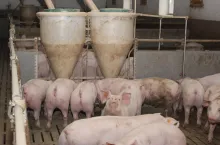 &lt;p&gt;Ile zakłady mięsne płacą za świnie na koniec sierpnia 2023?&lt;/p&gt;