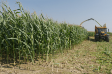 &lt;p&gt;Jakie są ceny kukurydzy na pniu? Ile za hektar w różnych województwach?&lt;/p&gt;