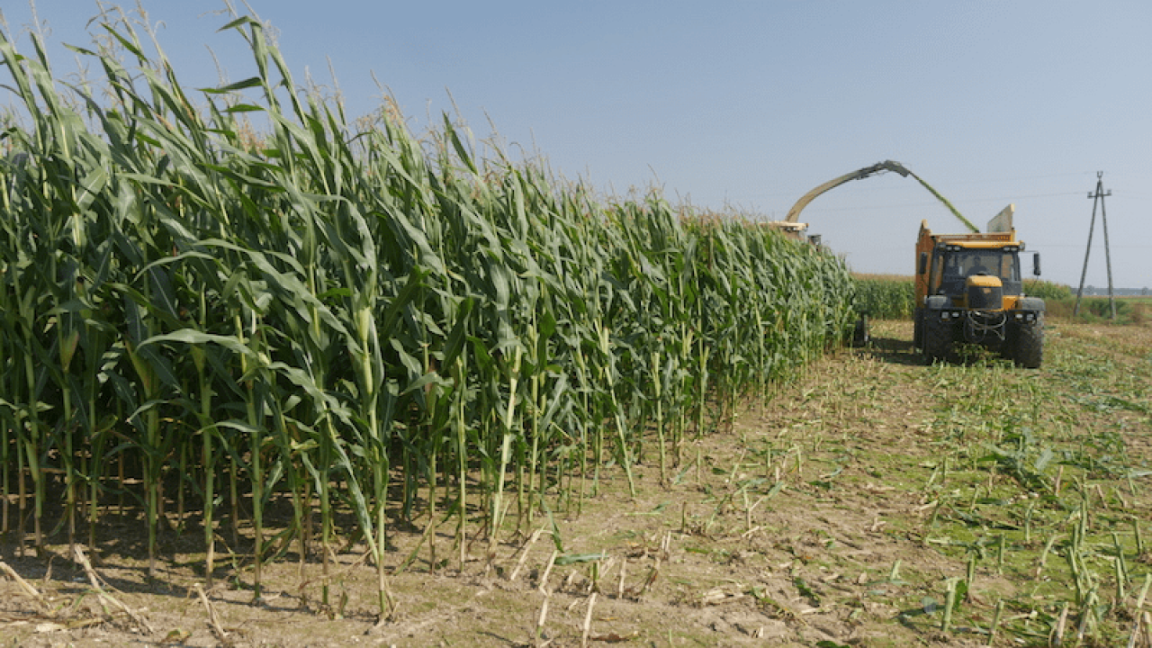 &lt;p&gt;Jakie są ceny kukurydzy na pniu? Ile za hektar w różnych województwach?&lt;/p&gt;