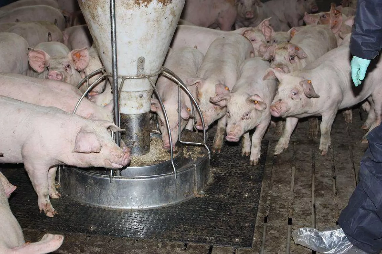 &lt;p&gt;Ile zakłady mięsne płacą za świnie na początku września 2023?&lt;/p&gt;