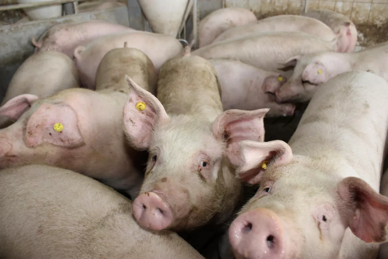 &lt;p&gt;Choroby układu oddechowego u świń bardzo rzadko są powodowane przez pojedynczy patogen. Najczęściej wywołuje je kilka drobnoustrojów oraz czynniki związane ze środowiskiem w chlewni&lt;/p&gt;