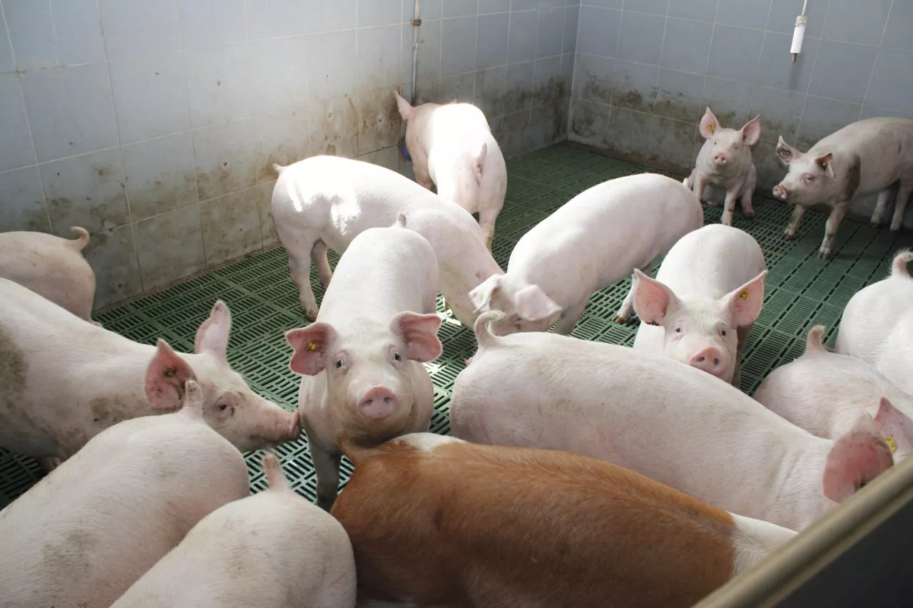 &lt;p&gt;Ceny tuczników wzrosły nawet o 30 gr! Ile zakłady mięsne płacą aktualnie za świnie?&lt;/p&gt;
