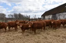 &lt;p&gt;Obowiązek stosowania klasyfikacji tusz wołowych w Polsce dotyczy wszystkich rzeźni, które w ostatnim roku ubiły powyżej 3900 szt. bydła.&lt;/p&gt;