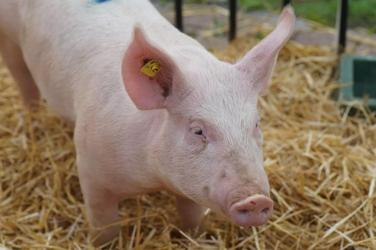 &lt;p&gt;Czy przepisy o bioasekuracji świń na własny użytek będą zaostrzone?&lt;/p&gt;