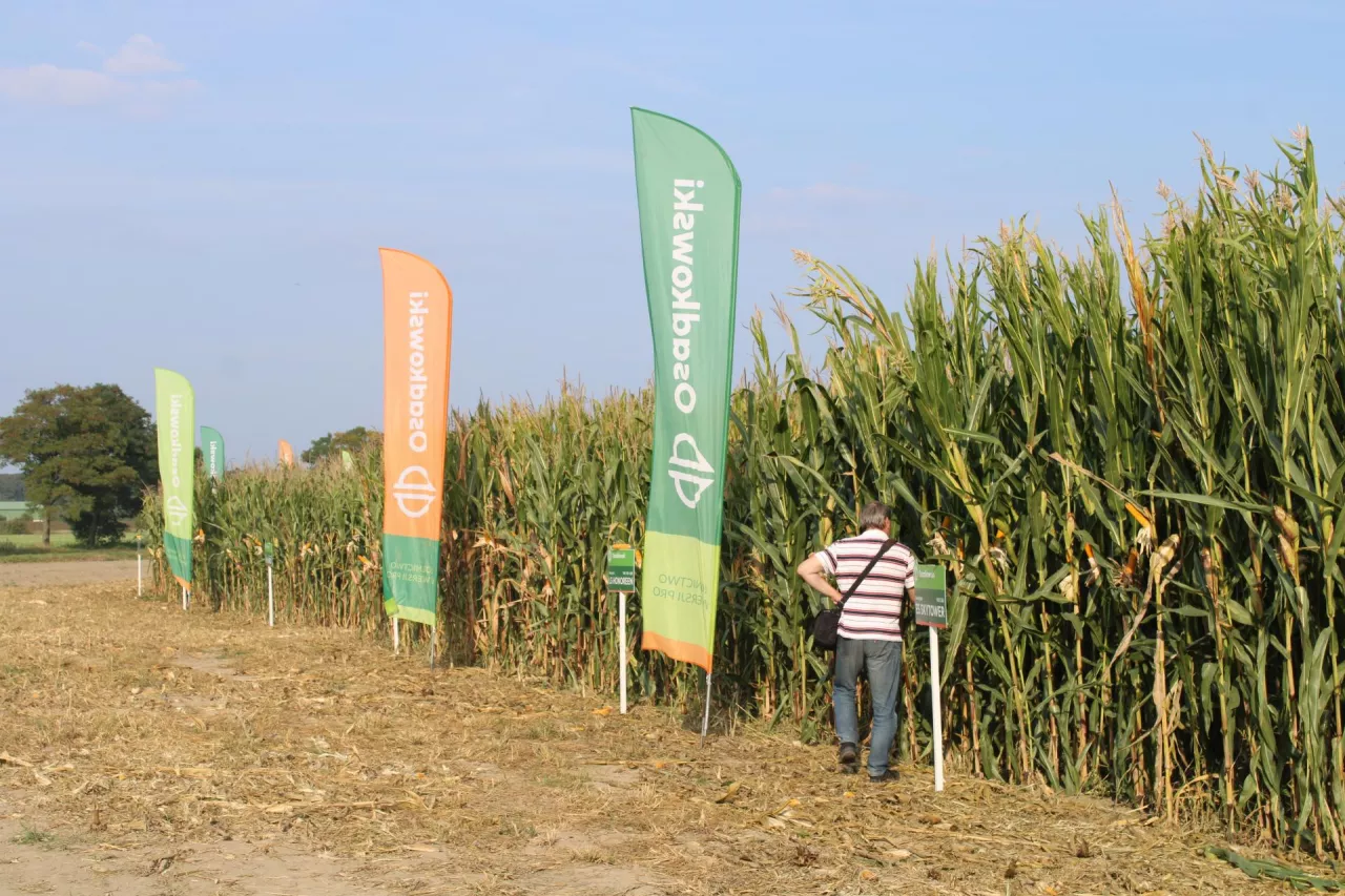 &lt;p&gt;Zielona Pola 2023 Osadkowski to okazja dla rolników, aby osobiście sprawdzili stan plantacji kukurydzy&lt;/p&gt;
