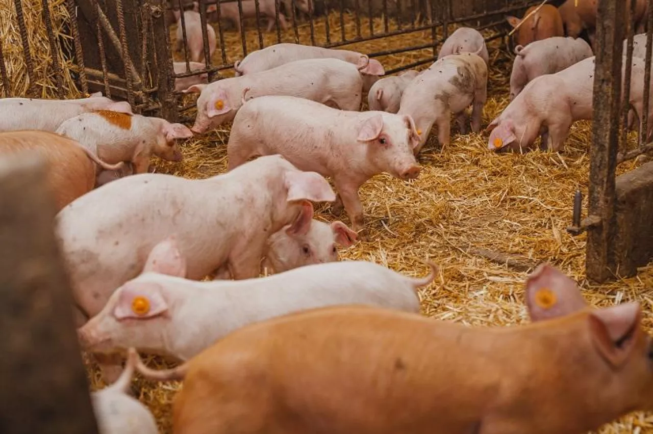 Agriculture Livestock Business - young pigs and piglets in barn livestock farm