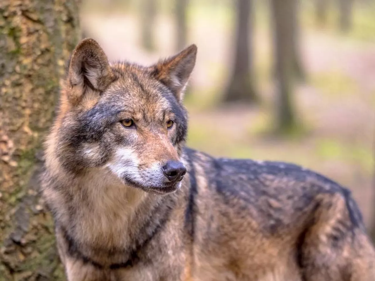 &lt;p&gt;European Wolf (Canis lupus) sideview in natural tree forest habitat looking to side&lt;/p&gt;