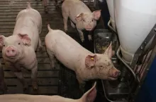 &lt;p&gt;Ceny świń wyższe nawet o 40 gr. Ile zakłady mięsne płacą obecnie za tuczniki?&lt;/p&gt;