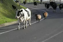 &lt;p&gt;Krowy na drodze&lt;/p&gt;