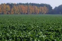 &lt;p&gt;Utrzymanie okrywy roślinnej na powierzchni co najmniej 80% gruntów ornych dotyczy także gospodarstw o powierzchni poniżej 10 ha użytków rolnych&lt;/p&gt;