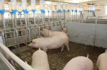 &lt;p&gt;Kwarantanna loszek jest konieczna dla ochrony stada przed zawleczeniem drobnoustrojów chorobotwórczych, a w konsekwencji pogorszeniem zdrowia świń i wyników produkcyjnych&lt;/p&gt;