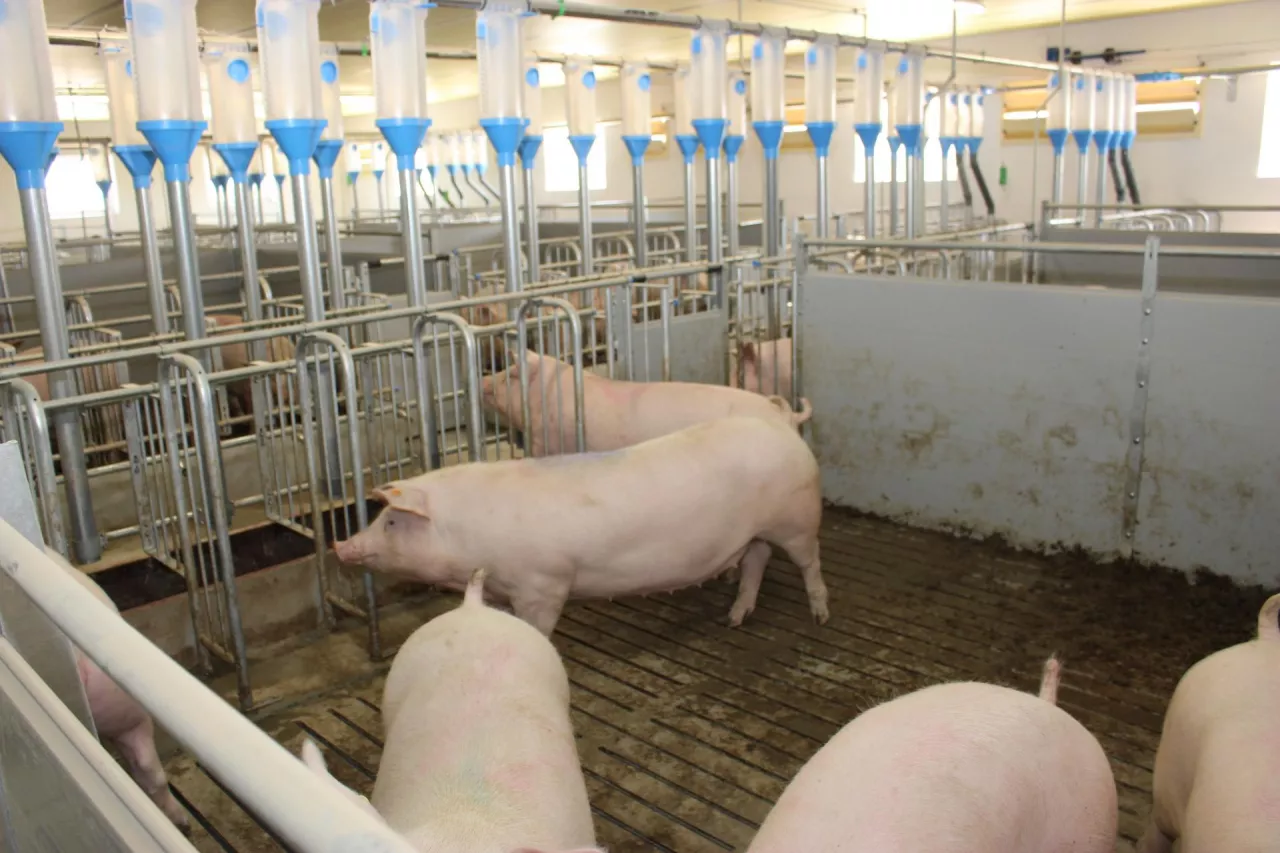 &lt;p&gt;Kwarantanna loszek jest konieczna dla ochrony stada przed zawleczeniem drobnoustrojów chorobotwórczych, a w konsekwencji pogorszeniem zdrowia świń i wyników produkcyjnych&lt;/p&gt;