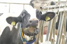 &lt;p&gt;Gwałtowne zasuszanie krów jest dobre pod kątem zdrowia wymienia, ekonomii produkcji oraz zarządzania w stadzie, ale ma jednak spore ograniczenia pod względem dobrostanu zwierząt&lt;/p&gt;