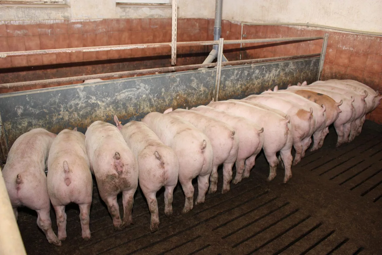 &lt;p&gt;Nawet świnie już nie płacą. ”Cena nie gwarantuje opłacalności producentom trzody chlewnej”&lt;/p&gt;