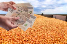 &lt;p&gt;Dopłaty do kukurydzy: połowa rolników wciąż czeka na przelew z ARiMR&lt;/p&gt;