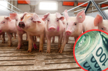 &lt;p&gt;Dopłaty do świń dla rolników&lt;/p&gt;