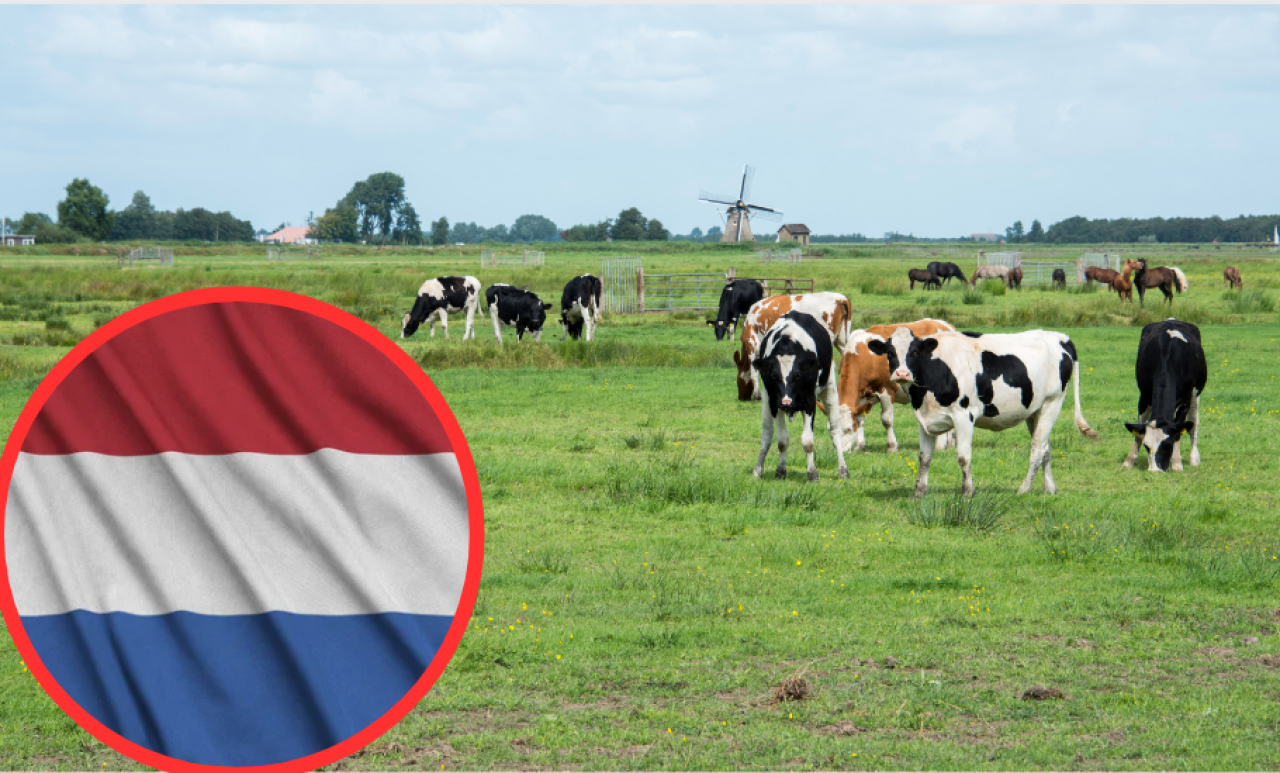 &lt;p&gt;Likwidacja gospodarstw w Holandii&lt;/p&gt;