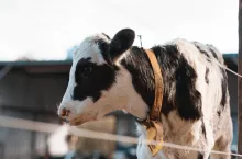 &lt;p&gt;Czy odgłosy cieląt spłyszane przez krowy podczas doju mogą spowodować większą produkcję mleka i przyspieszyć dój? Sprawdzili to naukowcy z różnych grup badawczych.&lt;/p&gt;