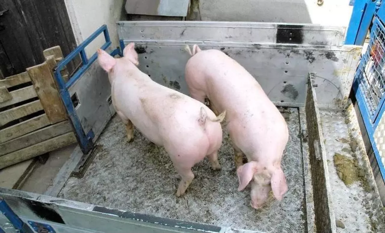 &lt;p&gt;Ceny świń na Podlasiu wyższe o 40 gr! Ile zakłady mięsne płacą aktualnie za tuczniki w całej Polsce?&lt;/p&gt;
