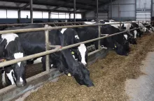&lt;p&gt;Jednolita dawka TMR sprawia, że krowa wraz z każdym kęsem pobiera odpowiednią ilość składników zbilansowanej dawki pokarmowej, co skutkuje bardziej stabilnym środowiskiem dla drobnoustrojów żwacza.&lt;/p&gt;