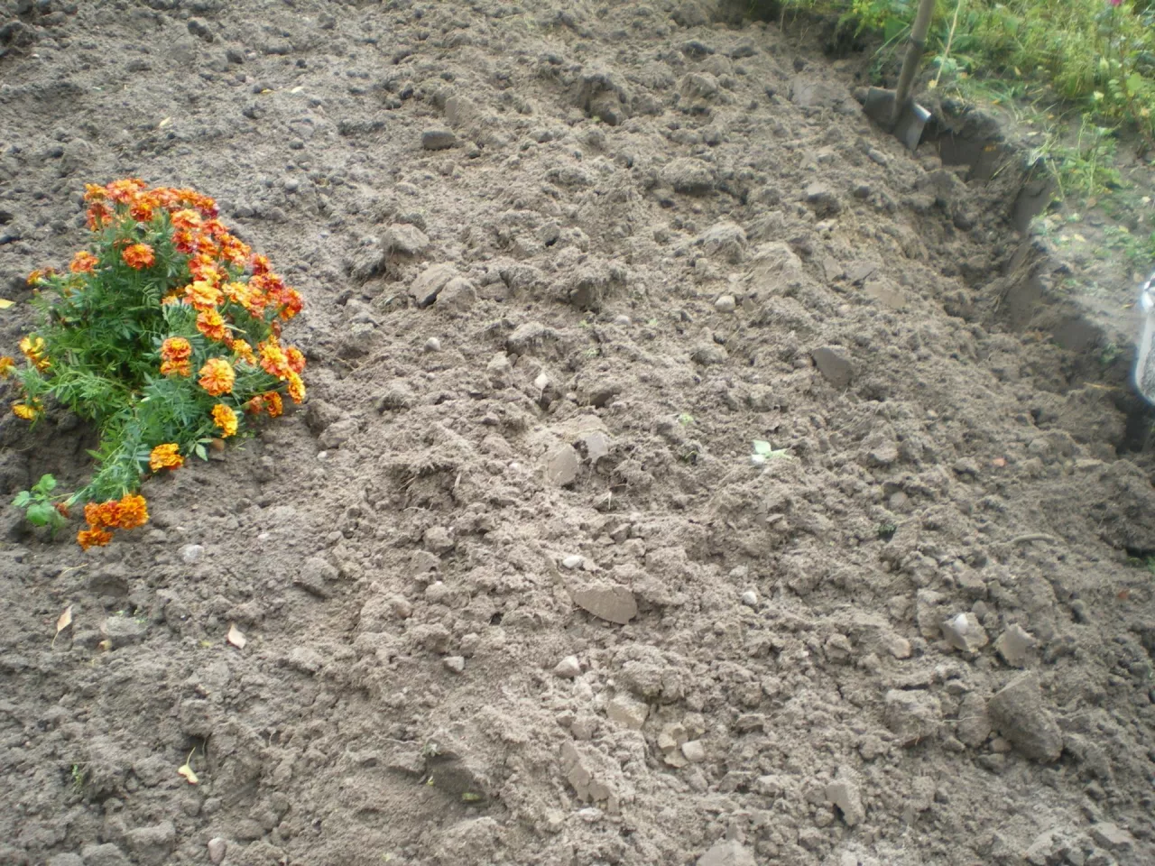 &lt;p&gt;Głębokie przekopanie gleby jesienią pozwoli uzyskać dobrą jej strukturę. Pozbędziemy się też rozłogów chwastów trwałych, np. perzu&lt;/p&gt;