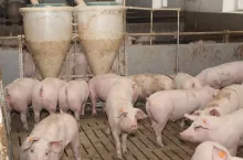 &lt;p&gt;Ceny świń rosną, ale powoli. Ile zakłady mięsne płacą aktualnie za tuczniki Polsce?&lt;/p&gt;