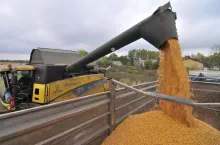 &lt;p&gt;Kukurydza tańsza nawet o 100 zł. Jakie są aktualne ceny zbóż i rzepaku w Polsce?&lt;/p&gt;