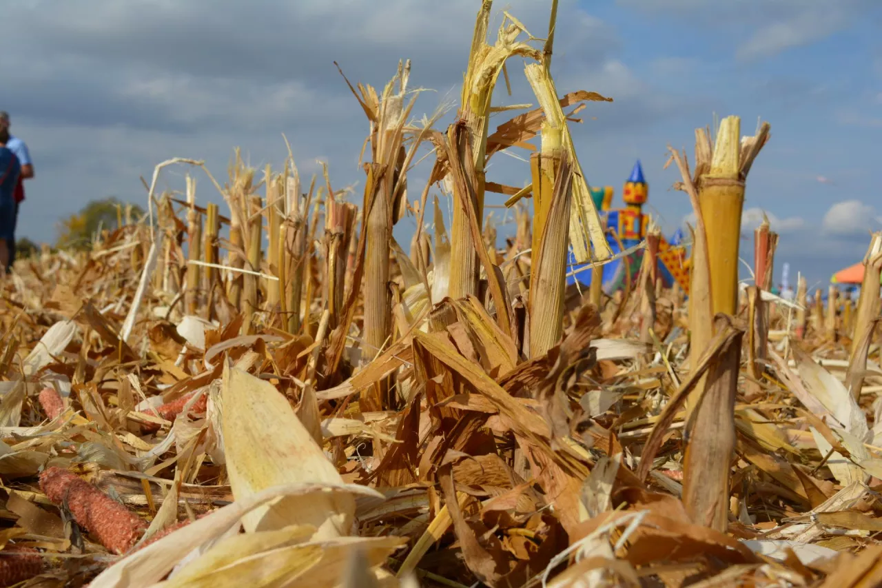 &lt;p&gt;Producenci zbóż alarmują, że &lt;strong&gt;norma GAEC 6 i metodyka uprawy kukurydzy w Integrowanej Produkcji są ze sobą sprzeczne.&lt;/strong&gt;&lt;/p&gt;