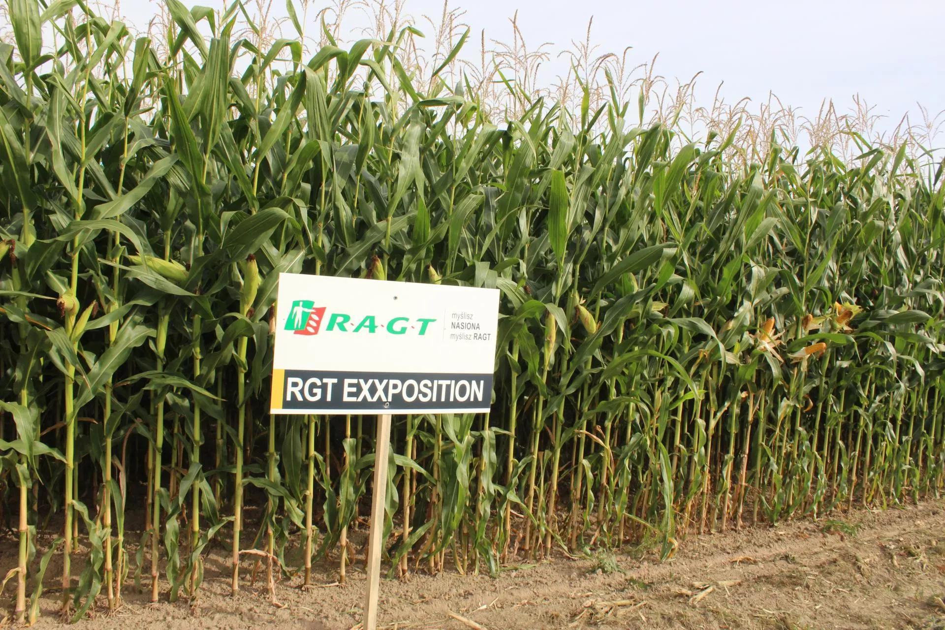 Aż 140 odmian kukurydzy pokazane na polach Podlasia. Na które zwrócić uwagę?