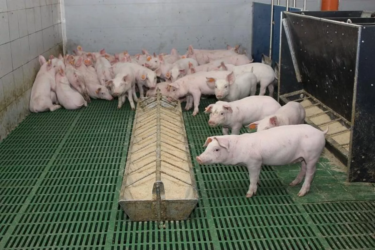 &lt;p&gt;Ile zakłady mięsne płacą aktualnie za tuczniki Polsce?&lt;/p&gt;