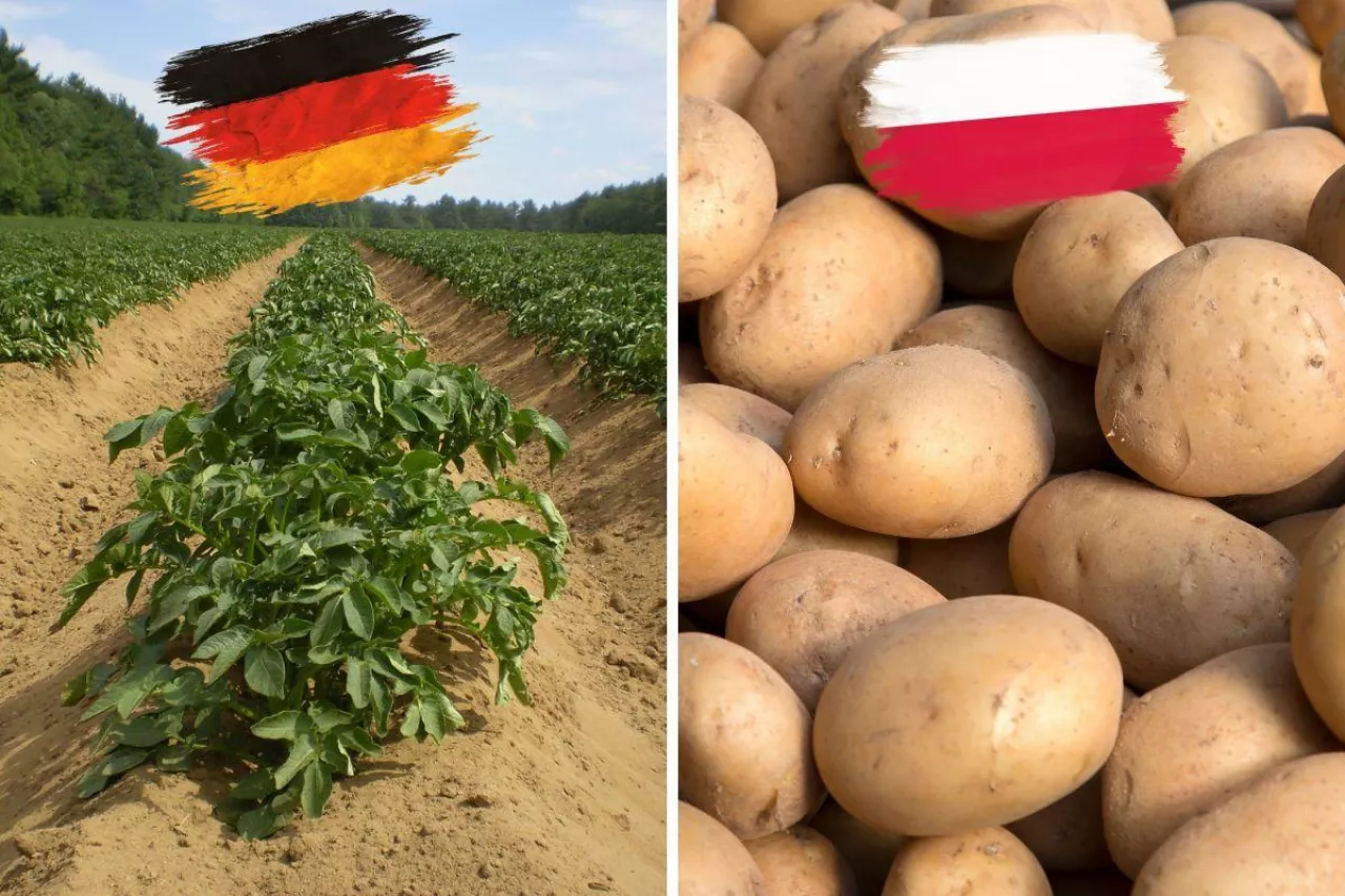 &lt;p&gt;Niemieckie ziemniaki sprzedawane jako polskie UOKiK nałożył na Kaufland potężną karę. Co na to sąd&lt;/p&gt;