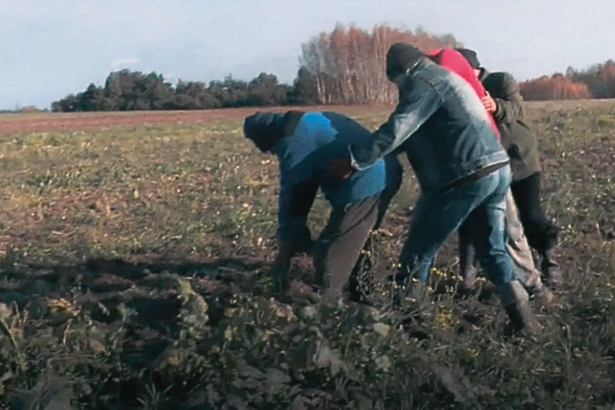 Zbior Ropny W gospodarstwie Andrzeja z „Rolnicy. Podlasie” zbiór rzepy jak u Tuwima ...