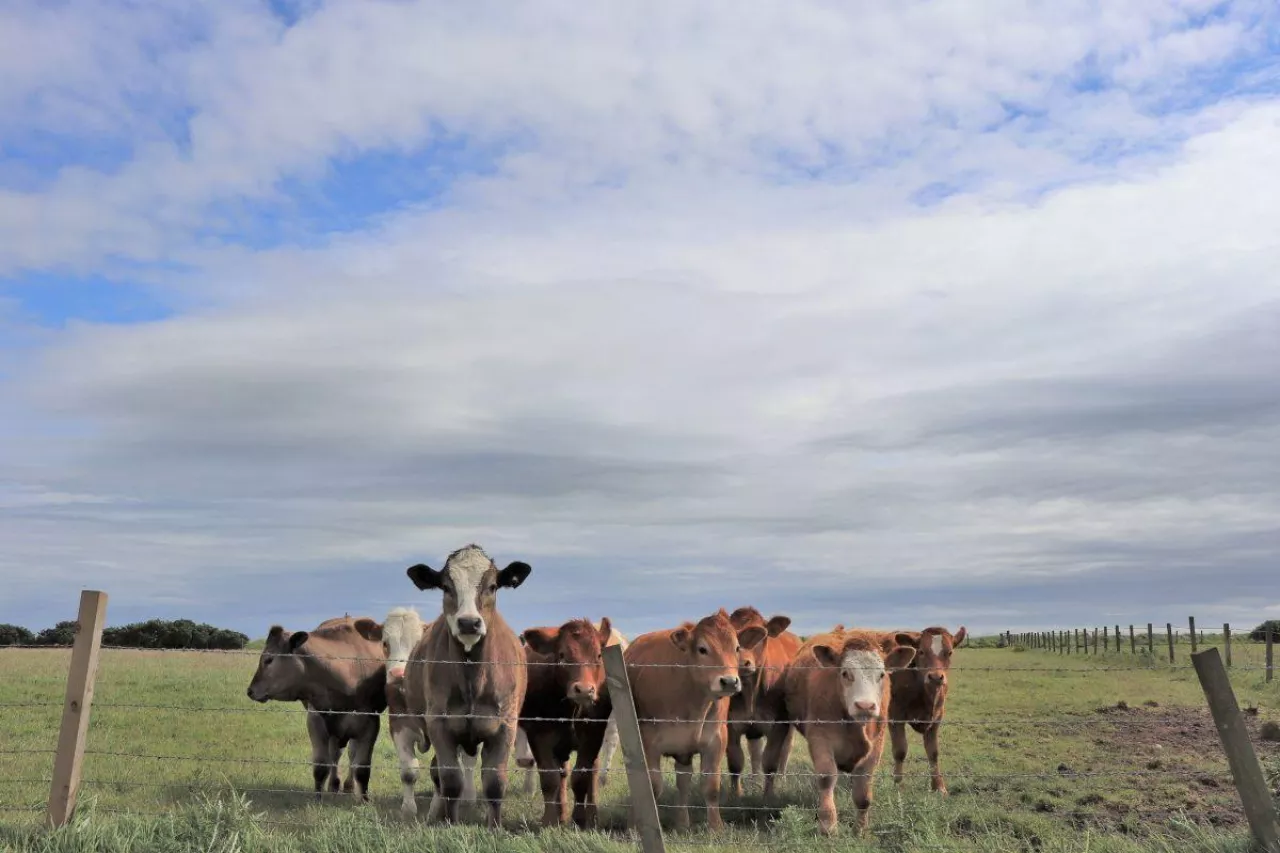 &lt;p&gt;DIR apeluje o zmianę przepisów odnośnie do hodowli bydła opasowego w systemie otwartym&lt;/p&gt;